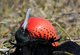 Magnificent Frigatebirdborder=